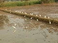 TheÃÂ Great EgretÃÂ (Ardea alba)